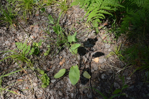 Menselijk nest — Bild 4