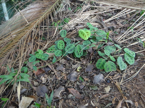 Maranta Leuconeura — Bild 5