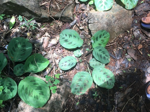 Maranta Leuconeura — Bild 1