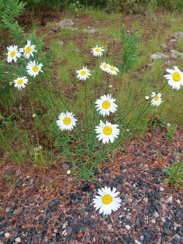 Madeliefjes — Bild 4