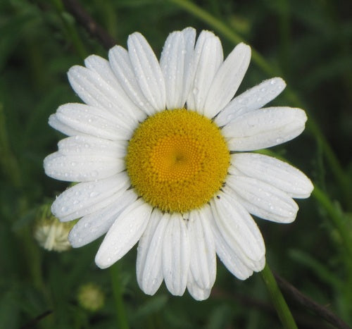 Madeliefjes — Bild 3
