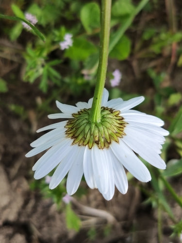 Madeliefjes — Bild 5