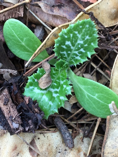 Melkdistel — Bild 4
