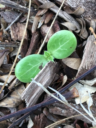 Melkdistel — Bild 5