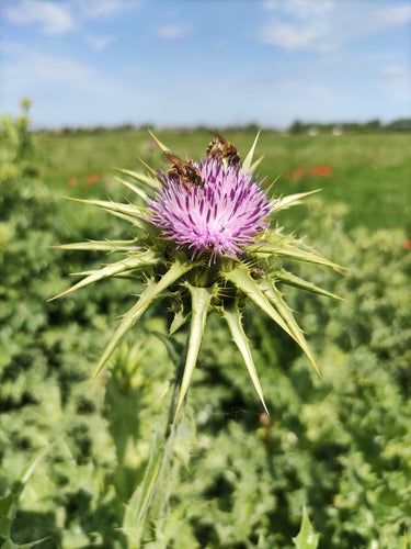 Melkdistel — Bild 2