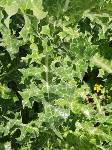Melkdistel — Bild 1