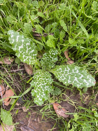 Melkdistel — Bild 3