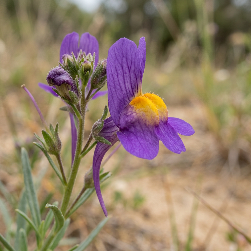 Marokkaanse paddenvlas (Linaria maroccana), AI-illustratie