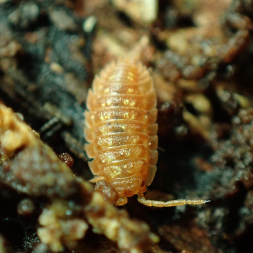 Muur isopod profiel — Bild 4