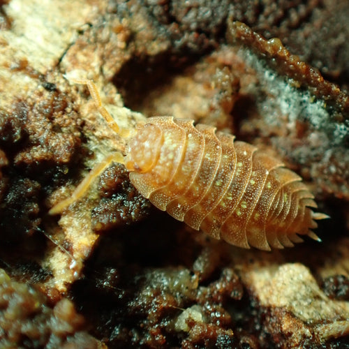 Muur isopod profiel — Bild 5