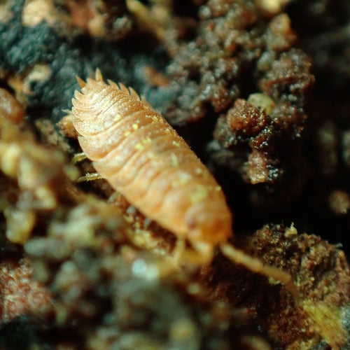 Muur isopod profiel — Bild 3
