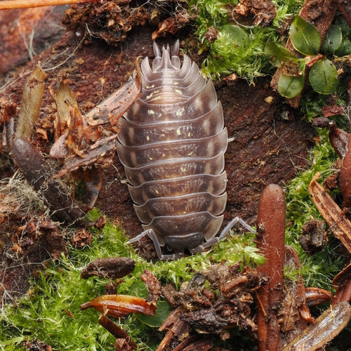 Muur isopod profiel — Bild 2