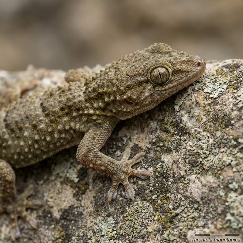 Muurgekko