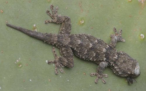 Muurgekko — Bild 4