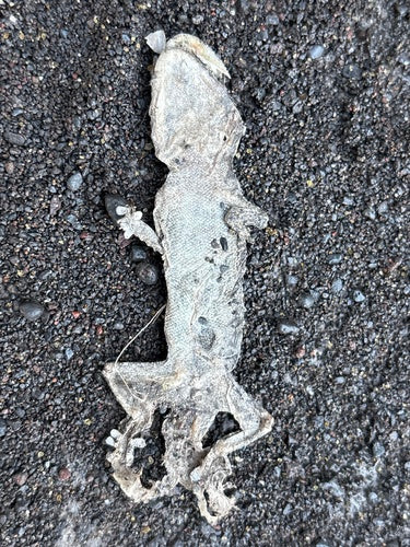 Muurgekko — Bild 5