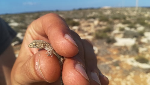 Muurgekko — Bild 3