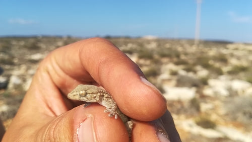 Muurgekko — Bild 2