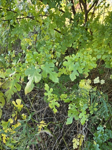 Moerbeiboom — Bild 4