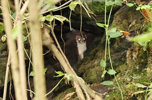 Muis wezel — Bild 1