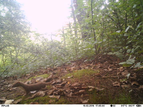 Muis wezel — Bild 3