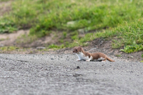 Muis wezel — Bild 4