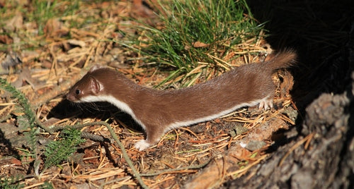 Muis wezel — Bild 5