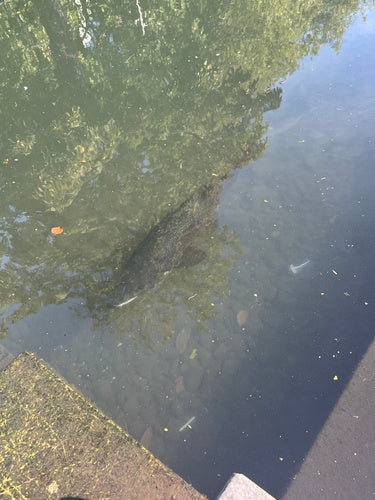 Zeeforel — Bild 2