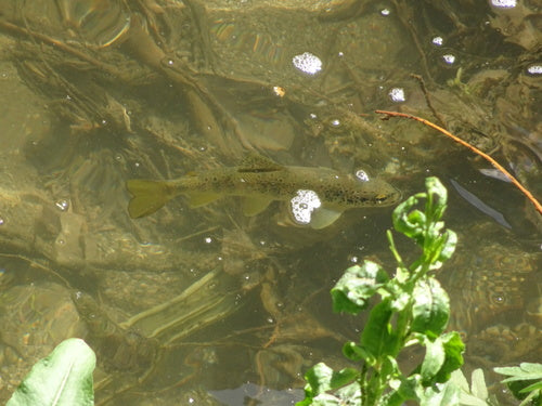 Zeeforel — Bild 5
