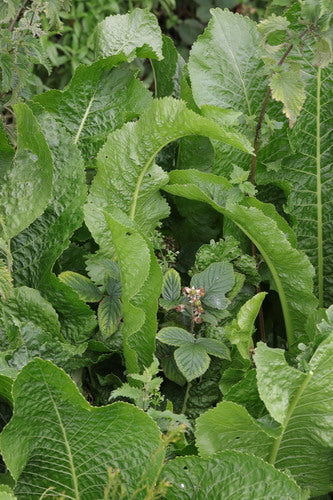mierikswortel — Bild 2