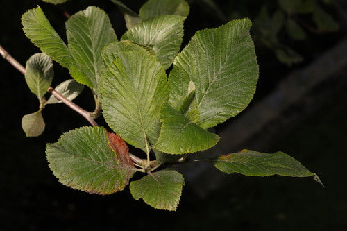 Witstraal — Bild 4