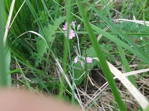 Meel sleutelbloem — foto 5 van 8