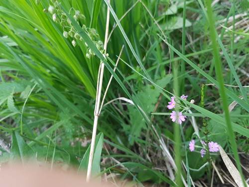 Meel sleutelbloem — foto 3 van 8