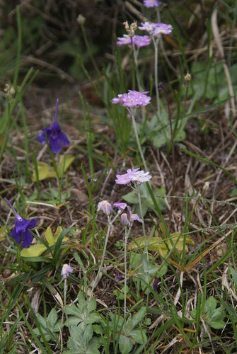 Meel sleutelbloem — foto 1 van 8