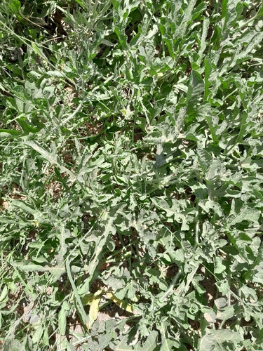 Meloenen — Bild 5