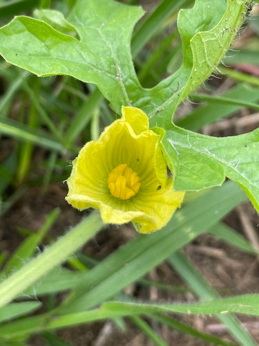 Meloenen — Bild 4