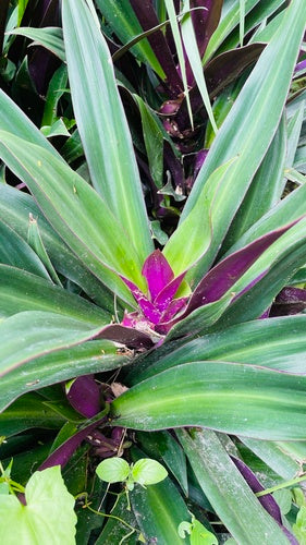 Mexicaanse driemasterbloem — Bild 4