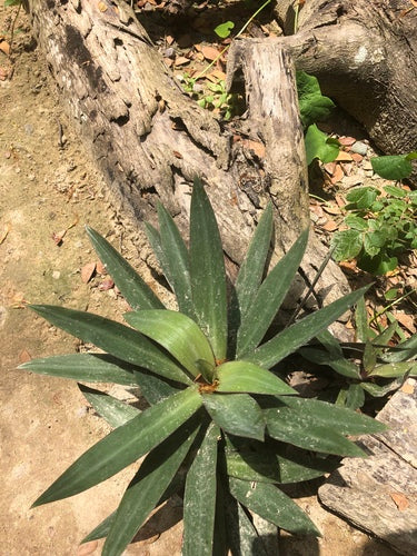 Mexicaanse driemasterbloem — Bild 5