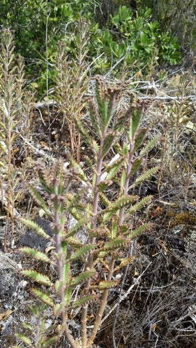 Mexicaanse hoedenplant — foto 5 van 12