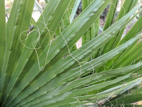 Mexicaanse Washington-palm — Bild 5