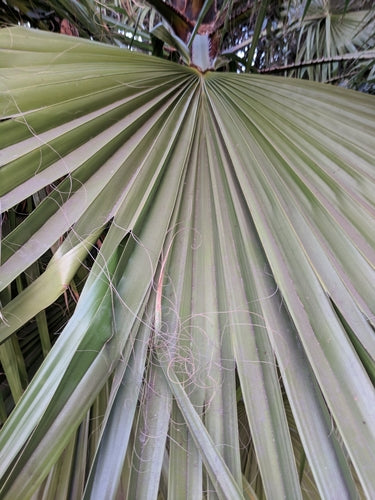 Mexicaanse Washington-palm — Bild 4