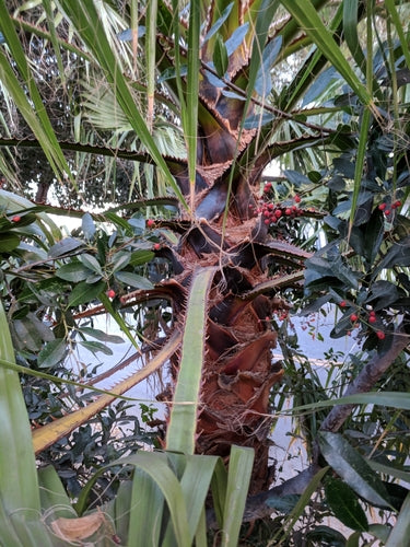 Mexicaanse Washington-palm — Bild 3