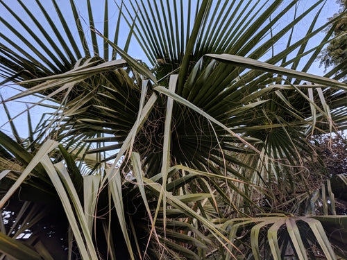 Mexicaanse Washington-palm — Bild 2