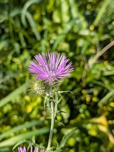 Melkdistel — Bild 4