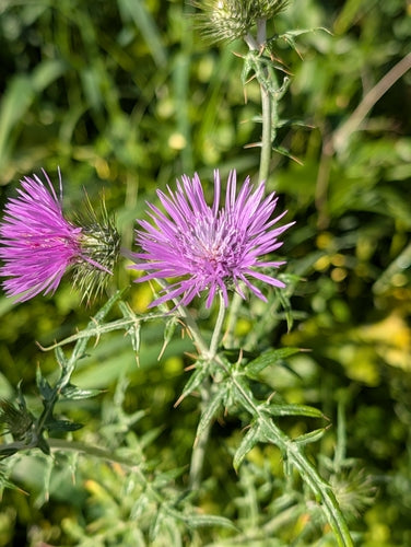Melkdistel — Bild 3