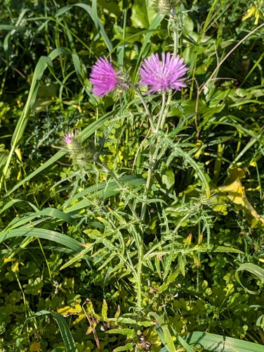 Melkdistel — Bild 2
