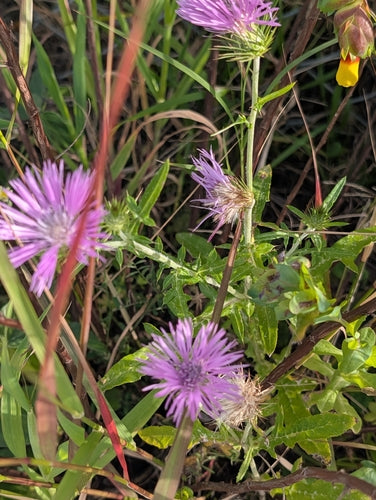 Melkdistel — Bild 5