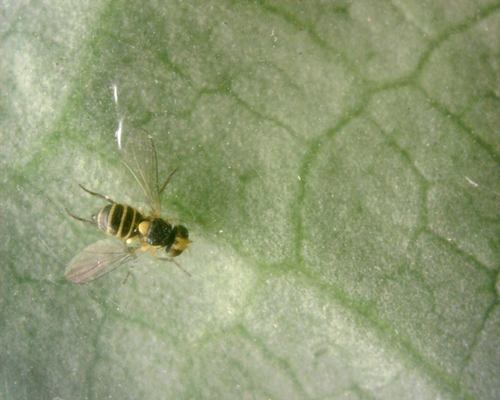 Bladmijnwerkers — Bild 4