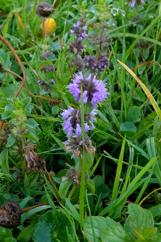 munt — Bild 2