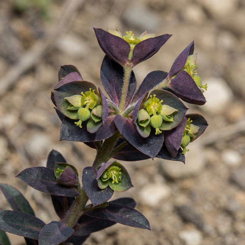 Mediterraanse Wolfsmelk 'Black Bird'