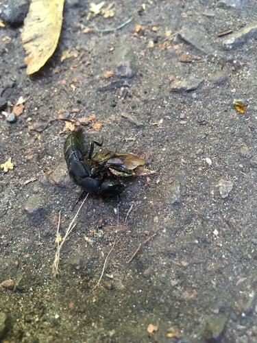 Rot kever — Bild 2
